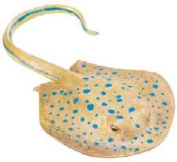 sting ray toy blue spotted