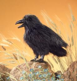 crow puppet