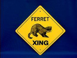 ferret crossing sign