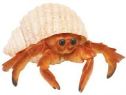hermit crab toy