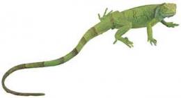 iguana toy