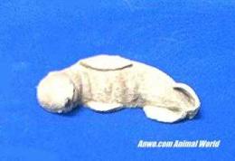 sea lion figurine snoozer