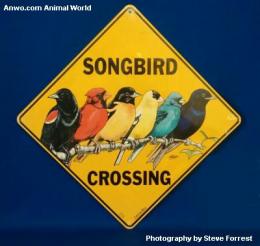 songbird crossing sign 