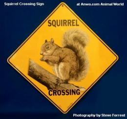 squirrel crossing sign outdoor