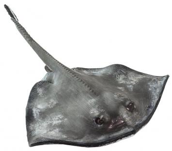 Sting Ray Large Toy Miniature Replica