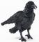 Raven Crow Puppet Large