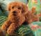 Toy Poodle Puppy Puppet on Sofa